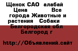 Щенок САО (алабай) › Цена ­ 10 000 - Все города Животные и растения » Собаки   . Белгородская обл.,Белгород г.